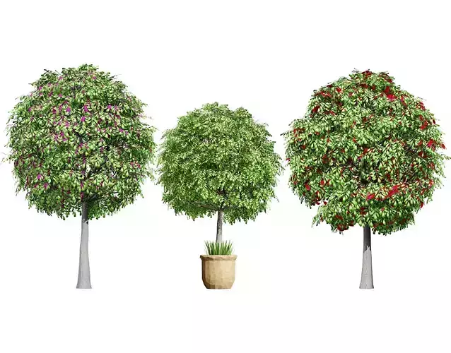 Australian Lilly Pilly Fruit Plant Low-poly 3D model