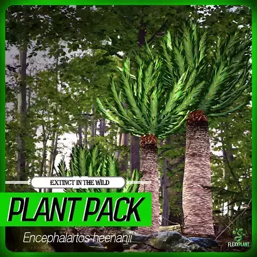 Extinct in the Wild Plant - 4 Encephalartos heenanii Plant