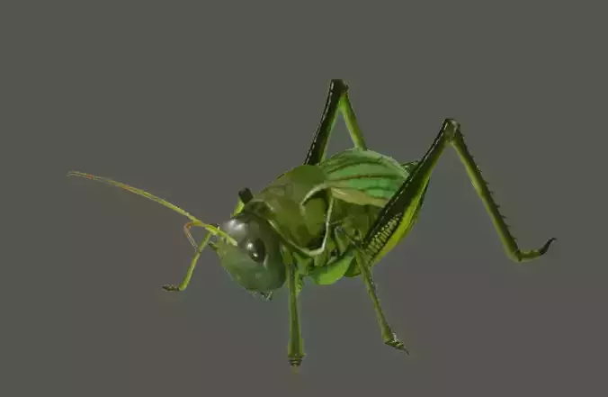 3D model   Grasshoppers    insect    maya