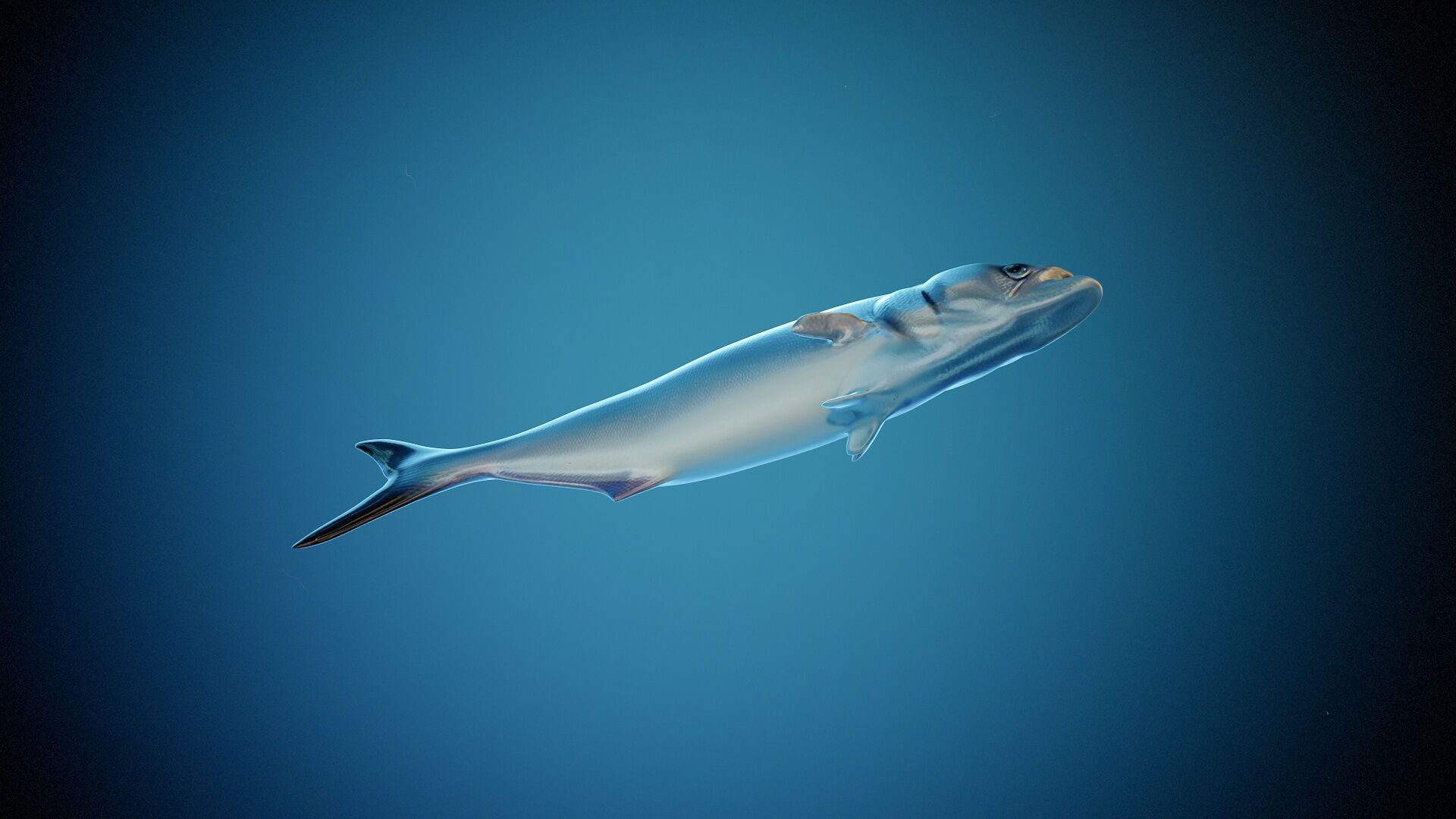 Fish PBR animation rigging Low-poly 3D model_5