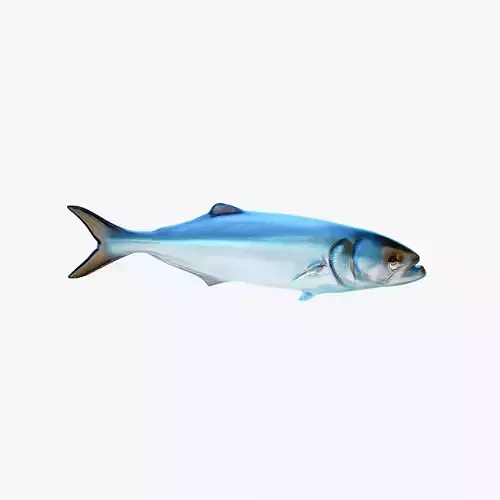 Fish PBR animation rigging Low-poly 3D model
