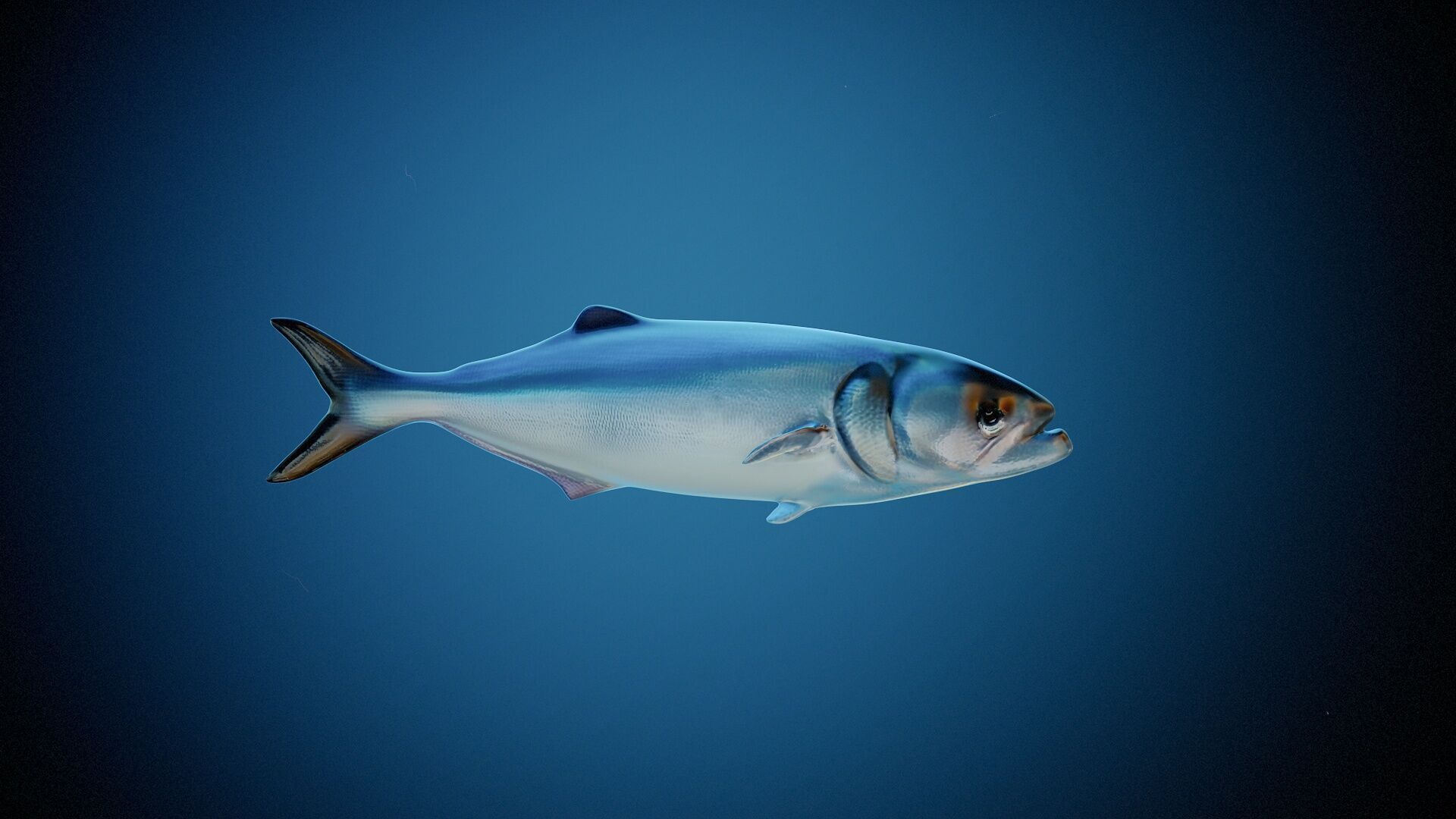 Fish PBR animation rigging Low-poly 3D model_2