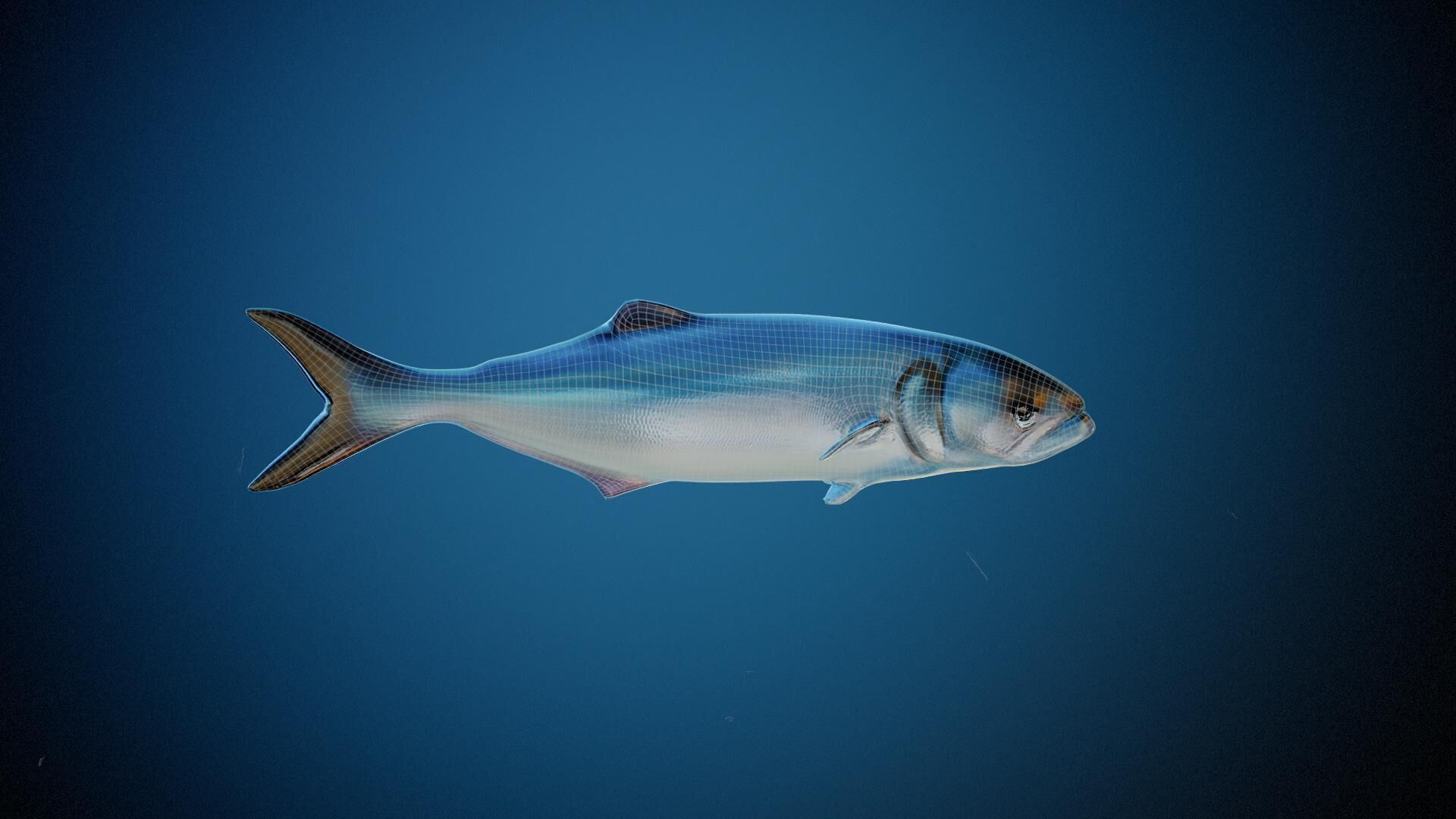 Fish PBR animation rigging Low-poly 3D model_6