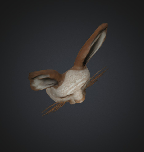 Hare Mask 3D model_3