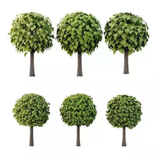 Catalpa Ovata Tree 01