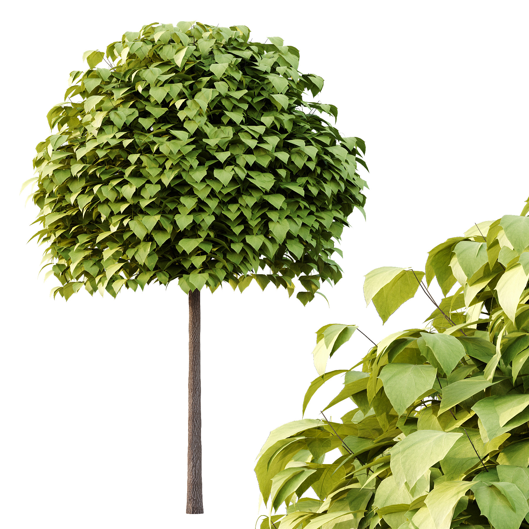 Catalpa Ovata Tree 02 3D model_3