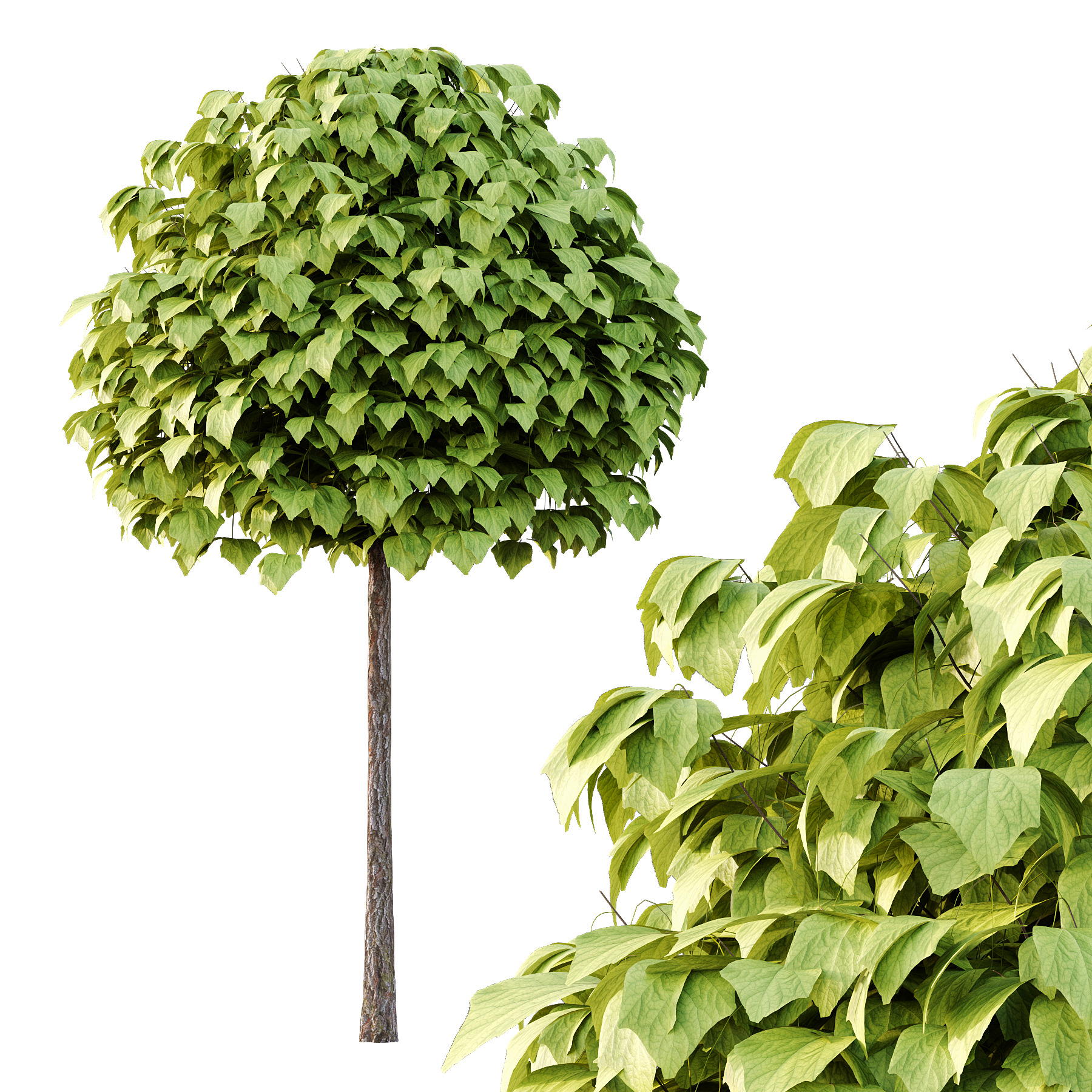 Catalpa Ovata Tree 02 3D model_2