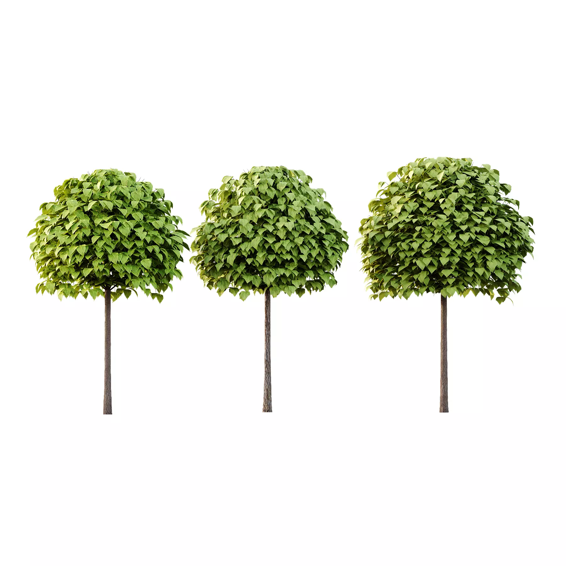 Catalpa Ovata Tree 02 3D model_0