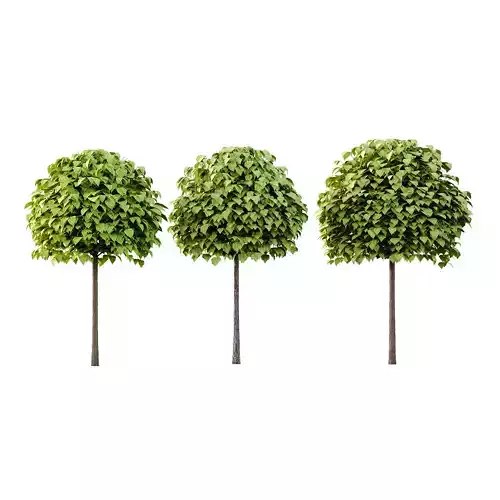 Catalpa Ovata Tree 02 3D model