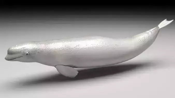 Beluga Whale 3D model