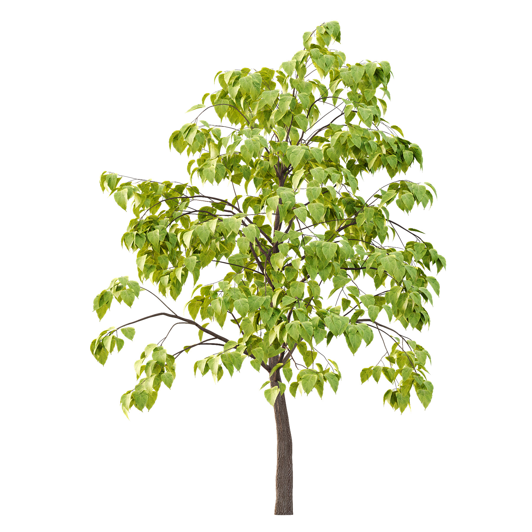 Catalpa Ovata Tree 03 3D model_1