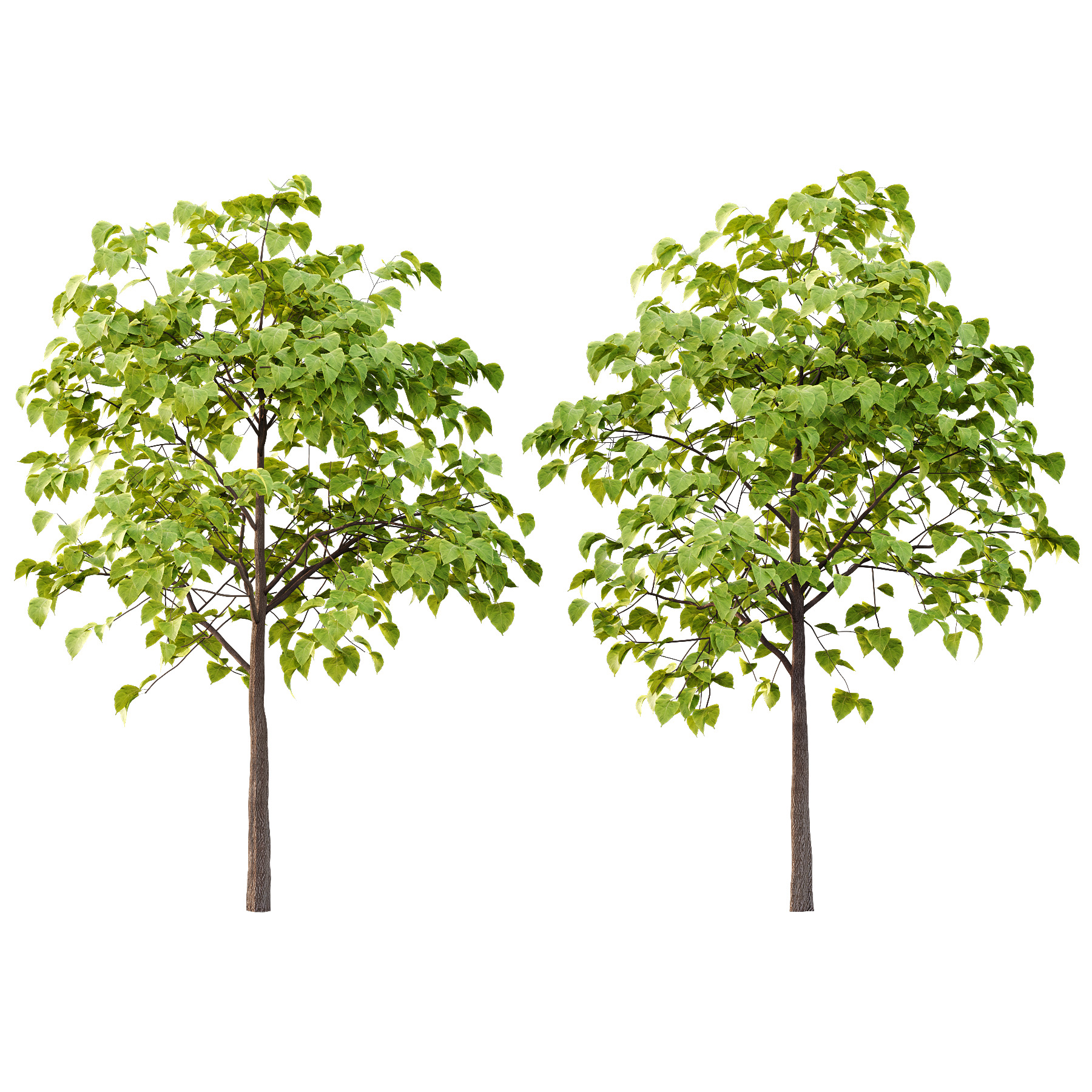 Catalpa Ovata Tree 03 3D model_3