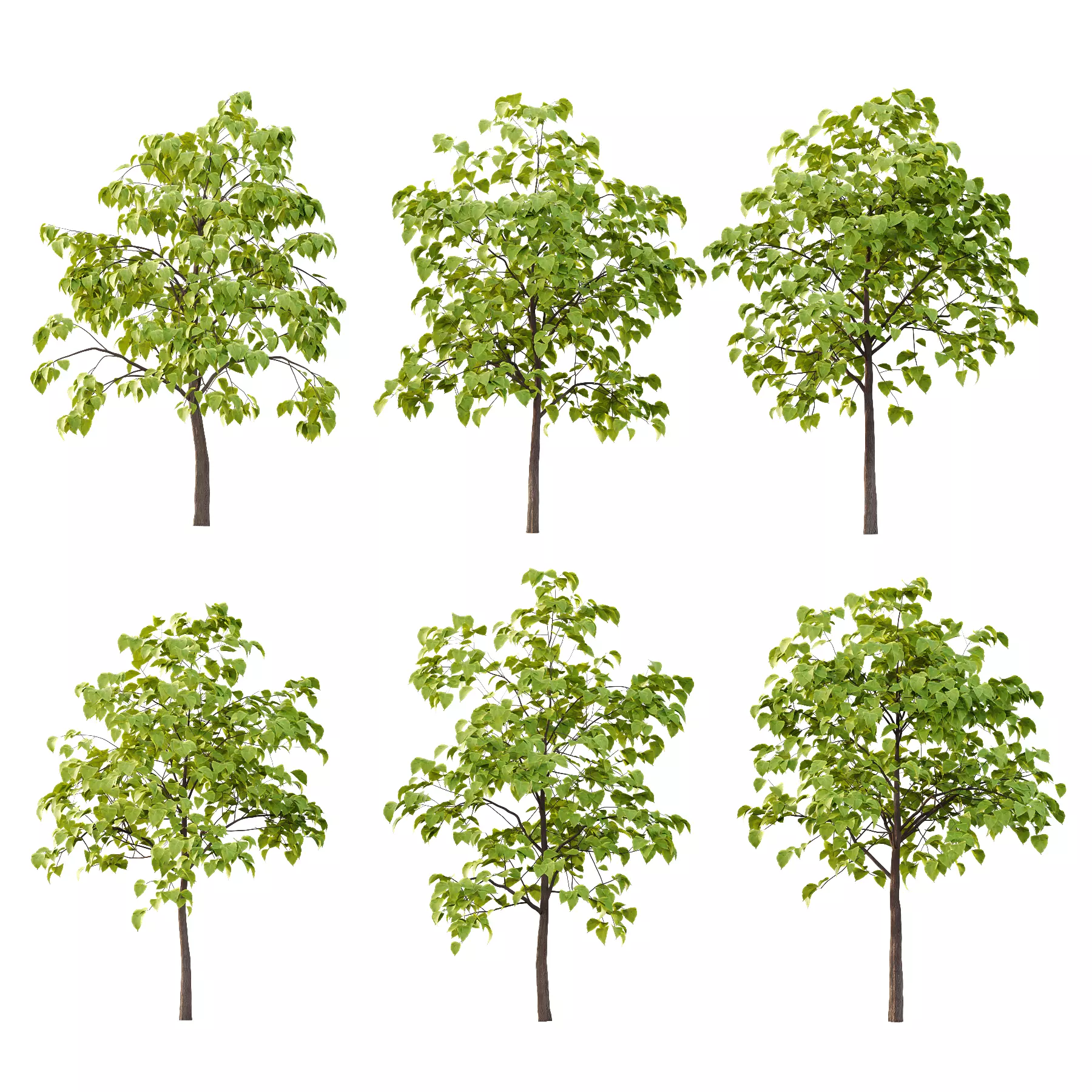 Catalpa Ovata Tree 03 3D model_0