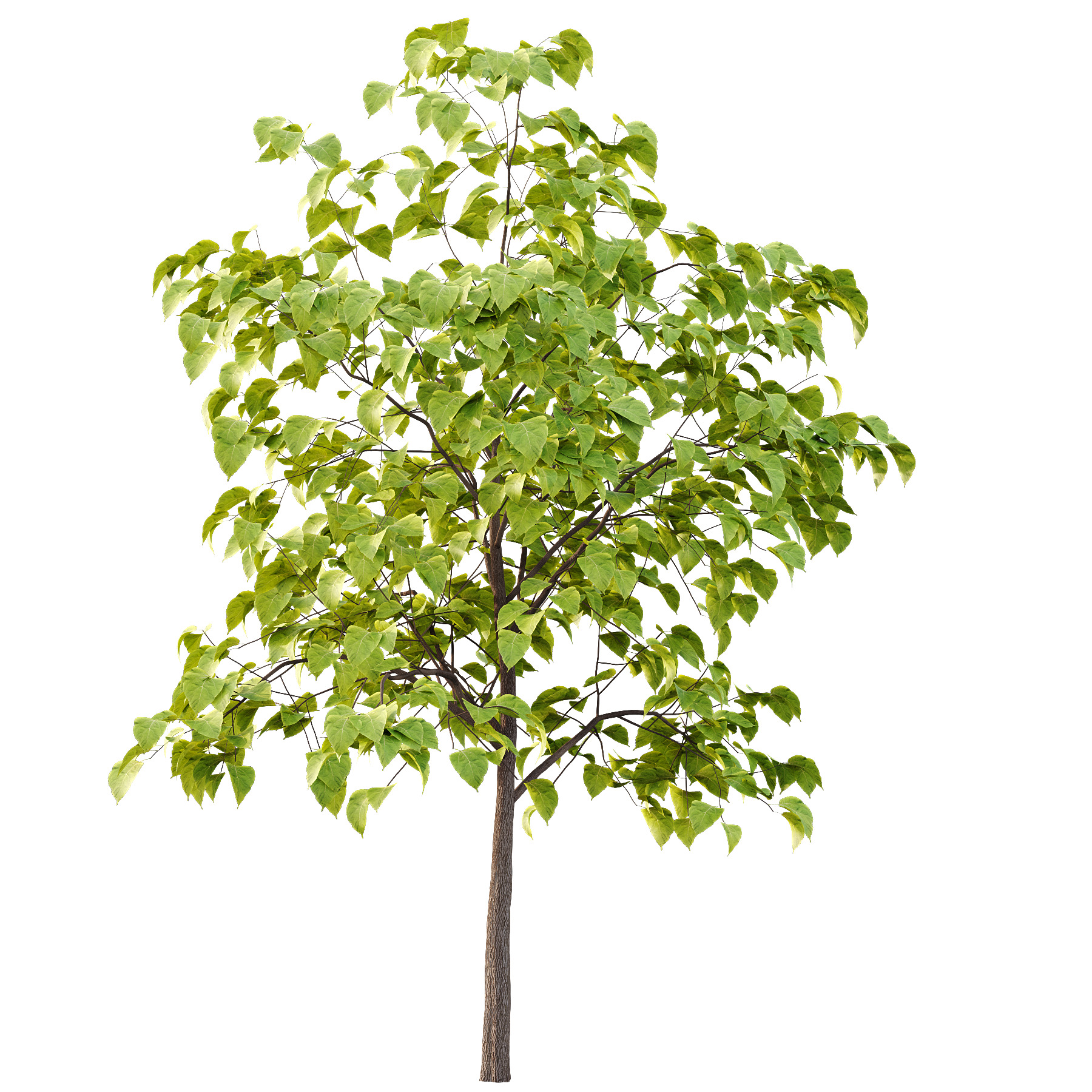 Catalpa Ovata Tree 03 3D model_4