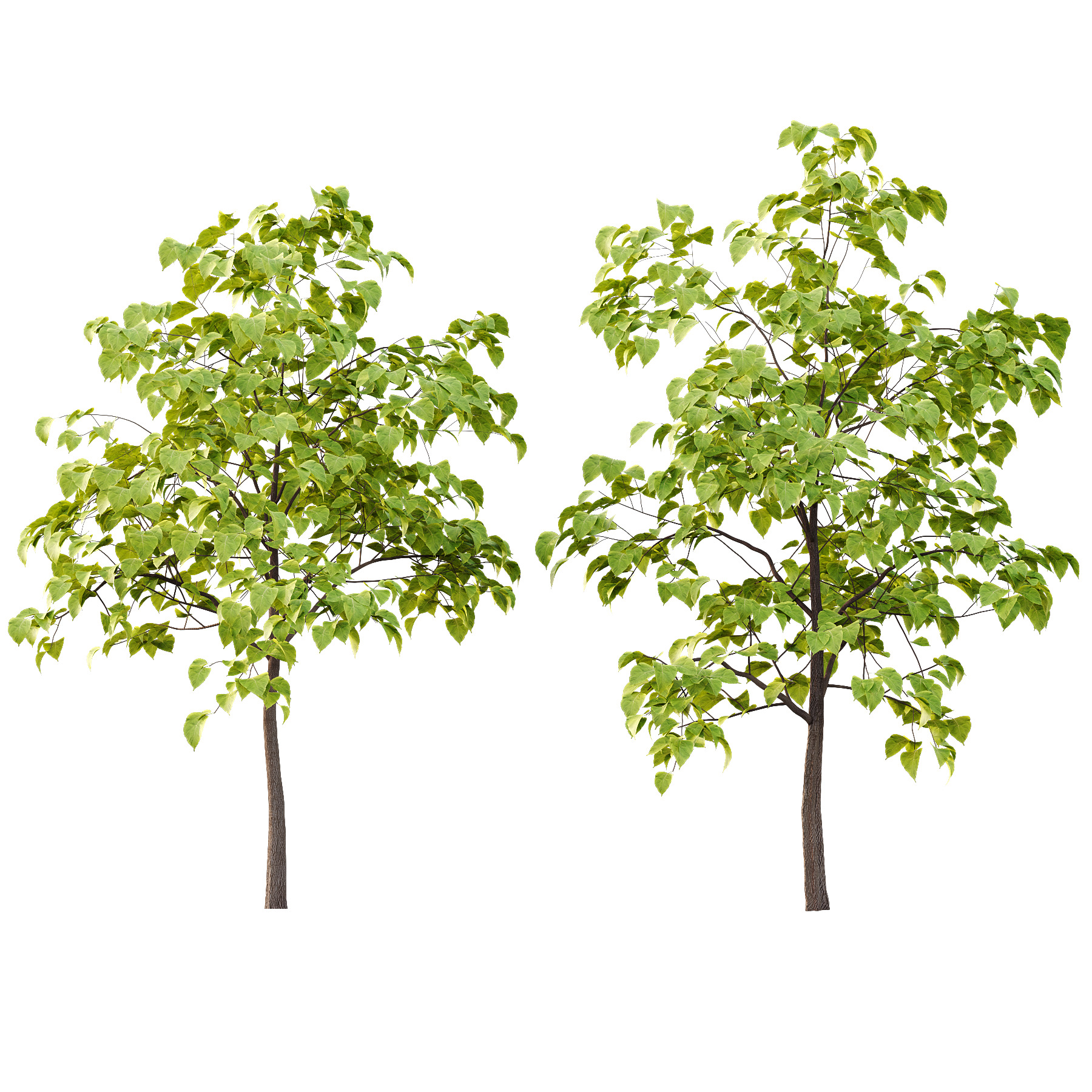 Catalpa Ovata Tree 03 3D model_2
