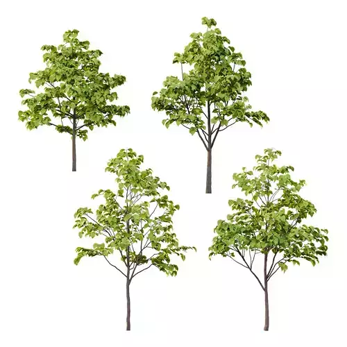 Catalpa Ovata Tree 04 3D model Catalpa Ovata Tree 04 3D model