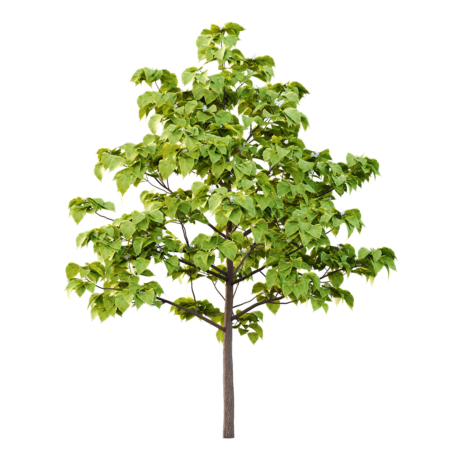 Catalpa Ovata Tree 04 3D model_2