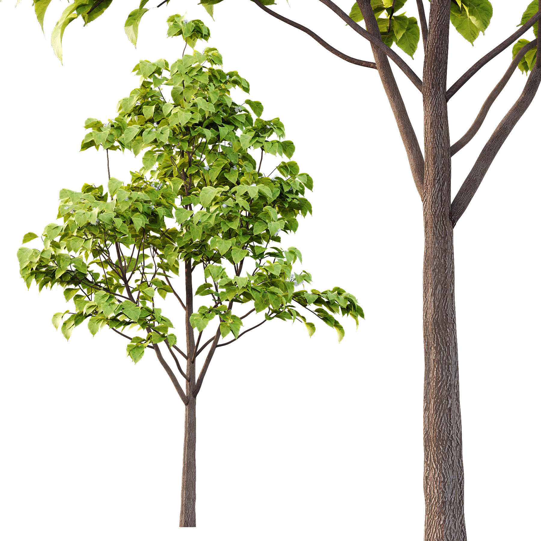 Catalpa Ovata Tree 04 3D model_3