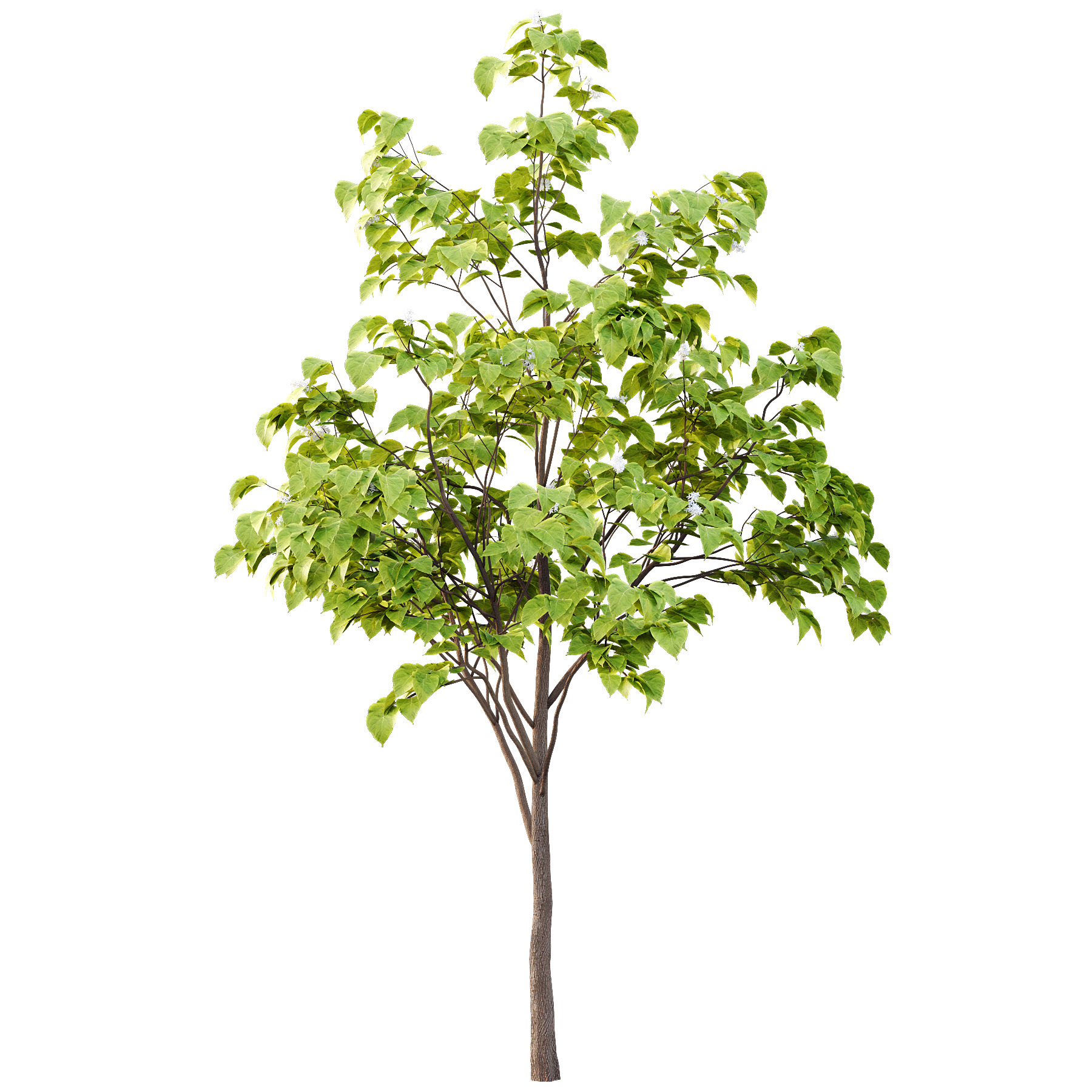 Catalpa Ovata Tree 04 3D model_4