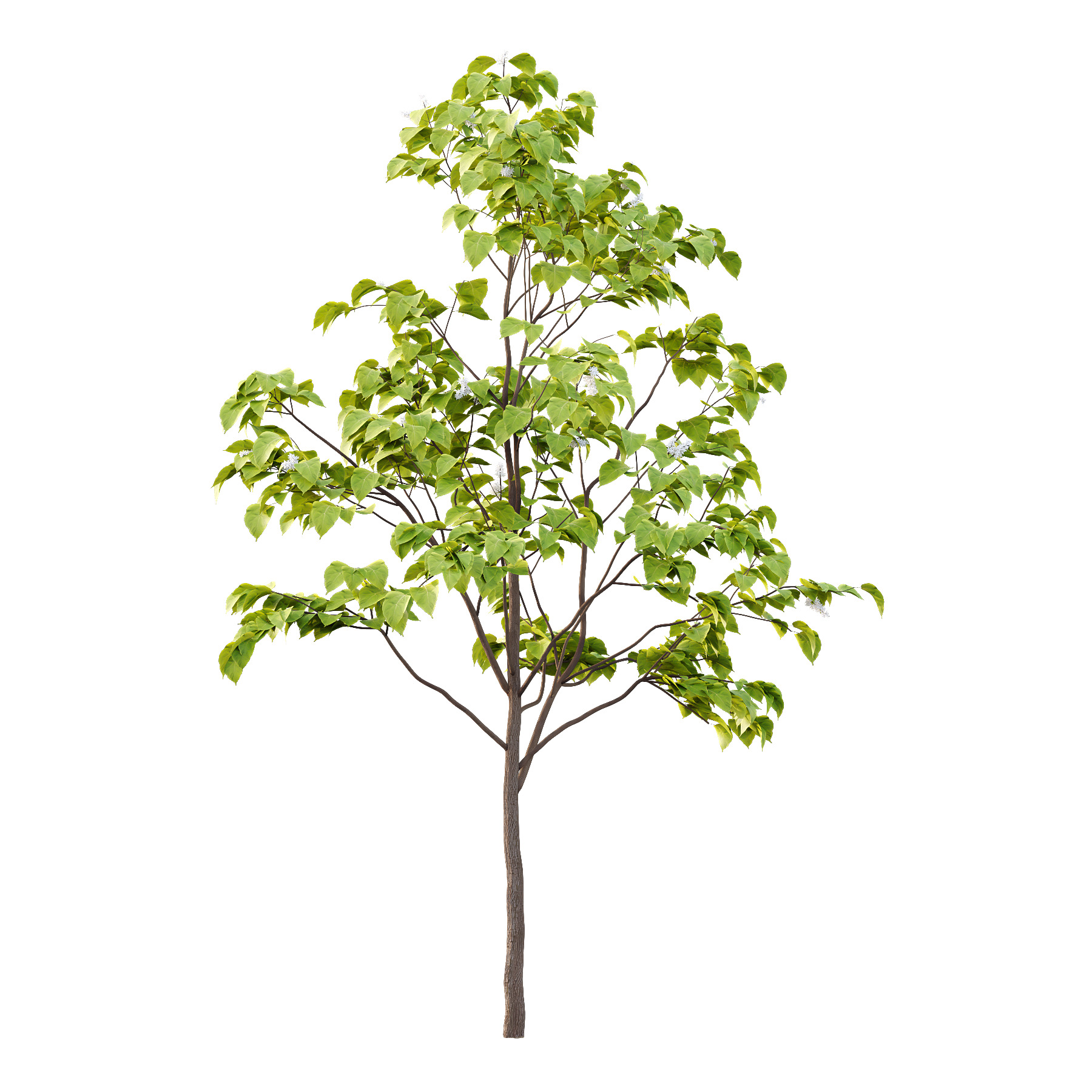Catalpa Ovata Tree 04 3D model_1
