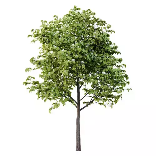 Catalpa Ovata Tree 06