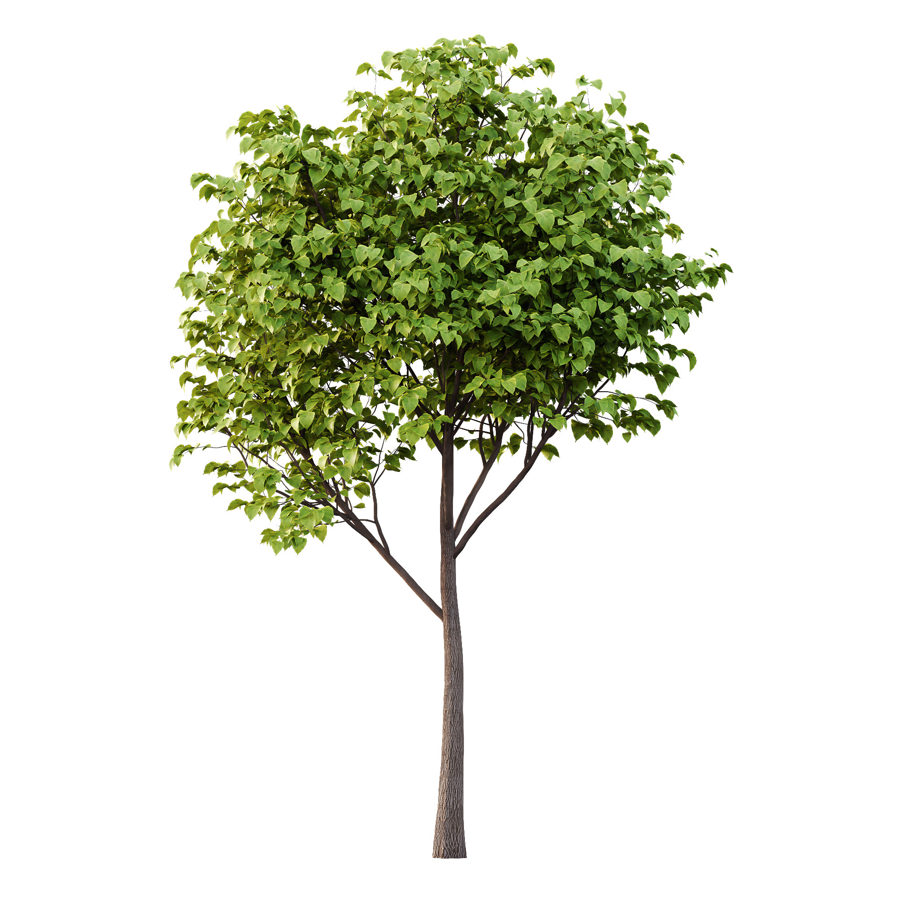 Catalpa Ovata Tree 07 3D model_1