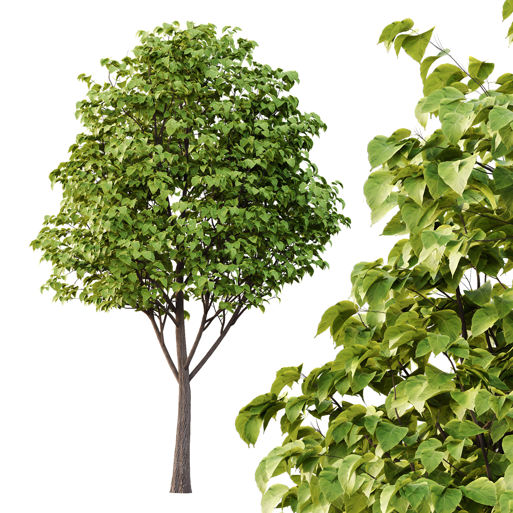 Catalpa Ovata Tree 07 3D model_2