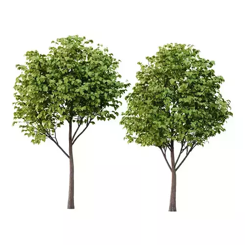 Catalpa Ovata Tree 07 3D model Catalpa Ovata Tree 07 3D model