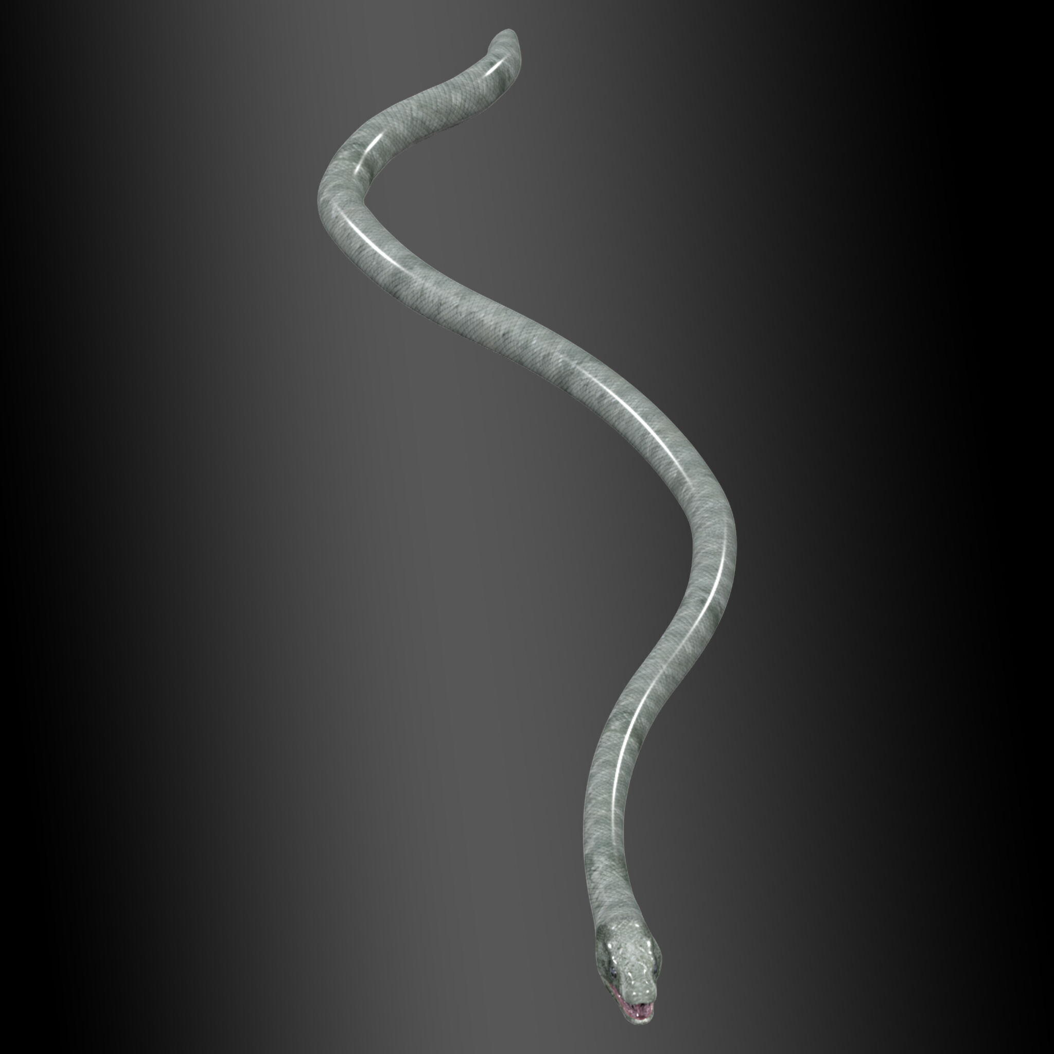 Black Mamba Snake Rig 3D model_4