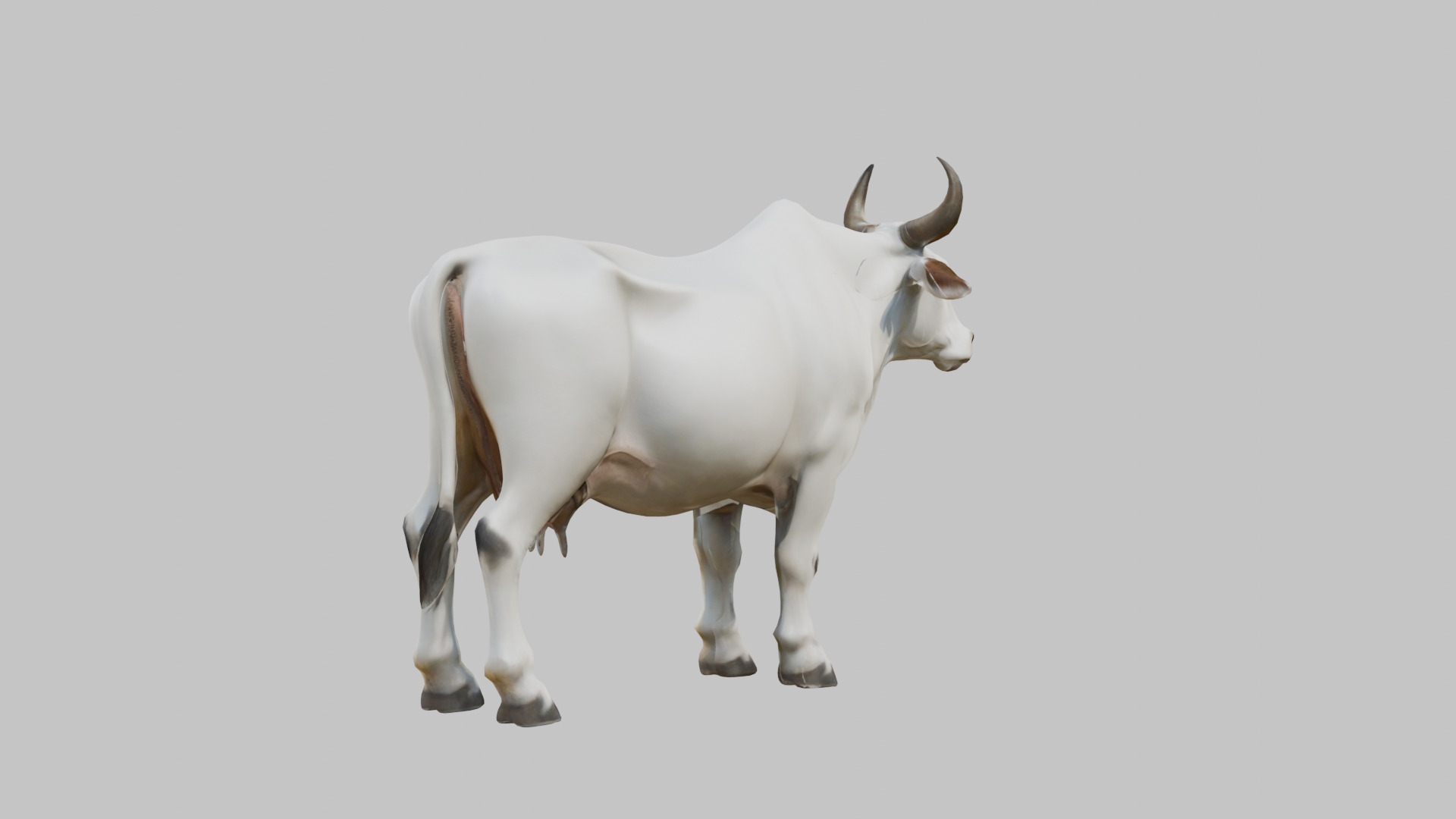 White Cow Bull 3D Model High Detail Low-poly 3D model_11