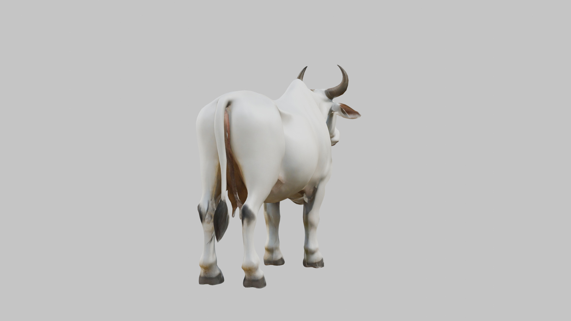 White Cow Bull 3D Model High Detail Low-poly 3D model_12