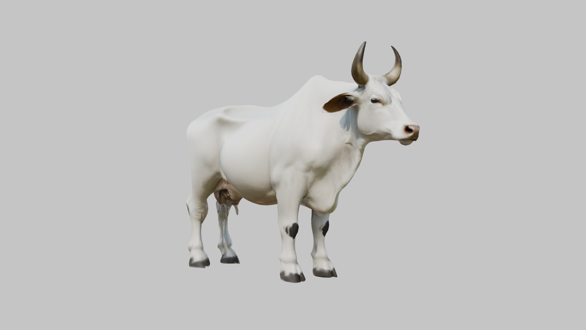 White Cow Bull 3D Model High Detail Low-poly 3D model_7