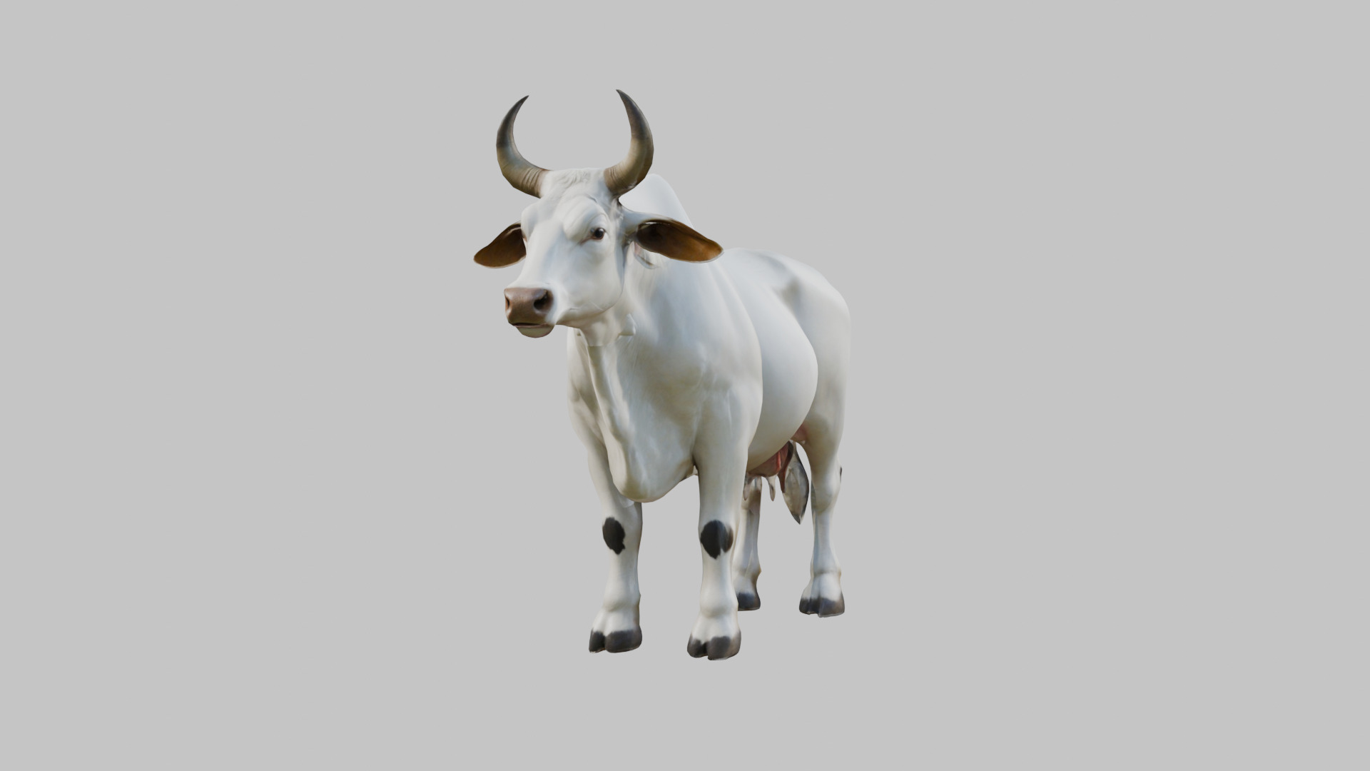 White Cow Bull 3D Model High Detail Low-poly 3D model_5