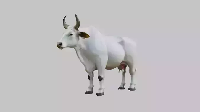 White Cow Bull 3D Model High Detail