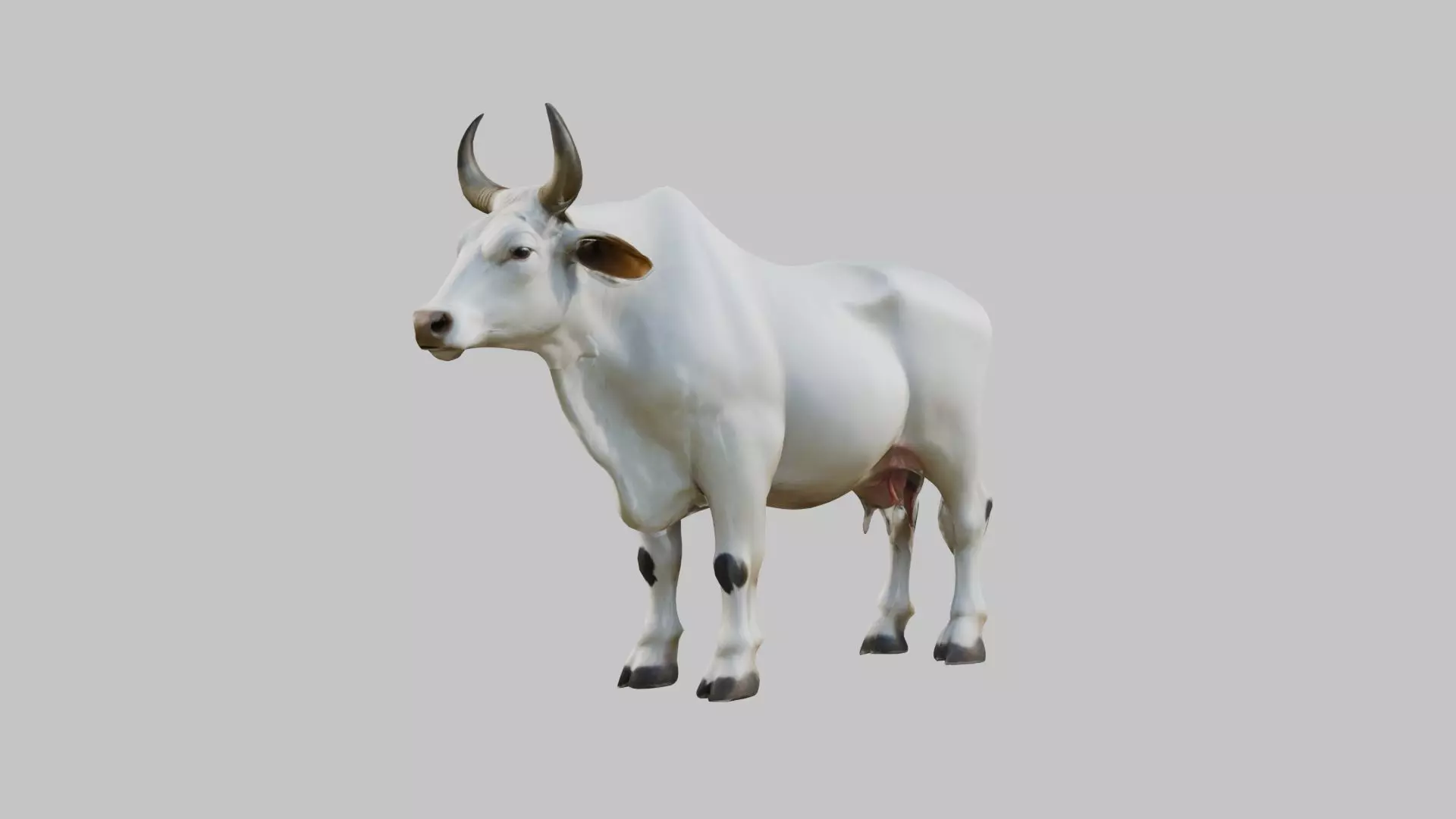 White Cow Bull 3D Model High Detail Low-poly 3D model_0
