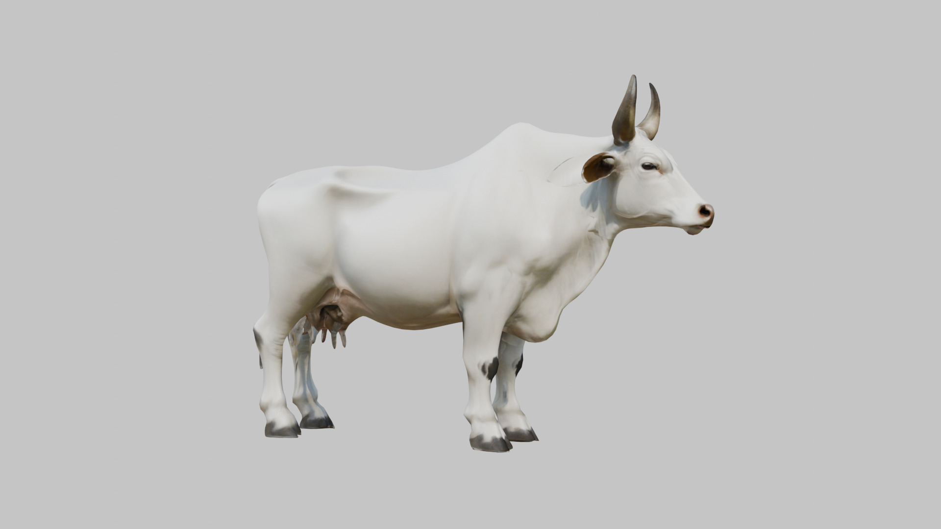 White Cow Bull 3D Model High Detail Low-poly 3D model_8