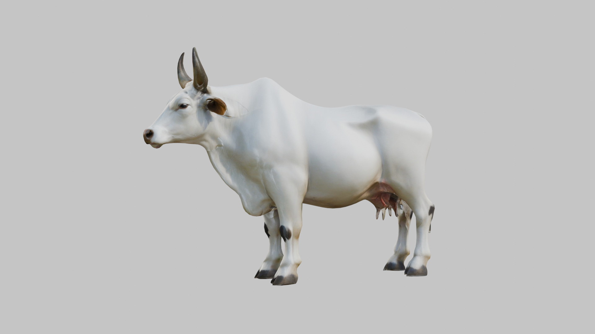 White Cow Bull 3D Model High Detail Low-poly 3D model_4