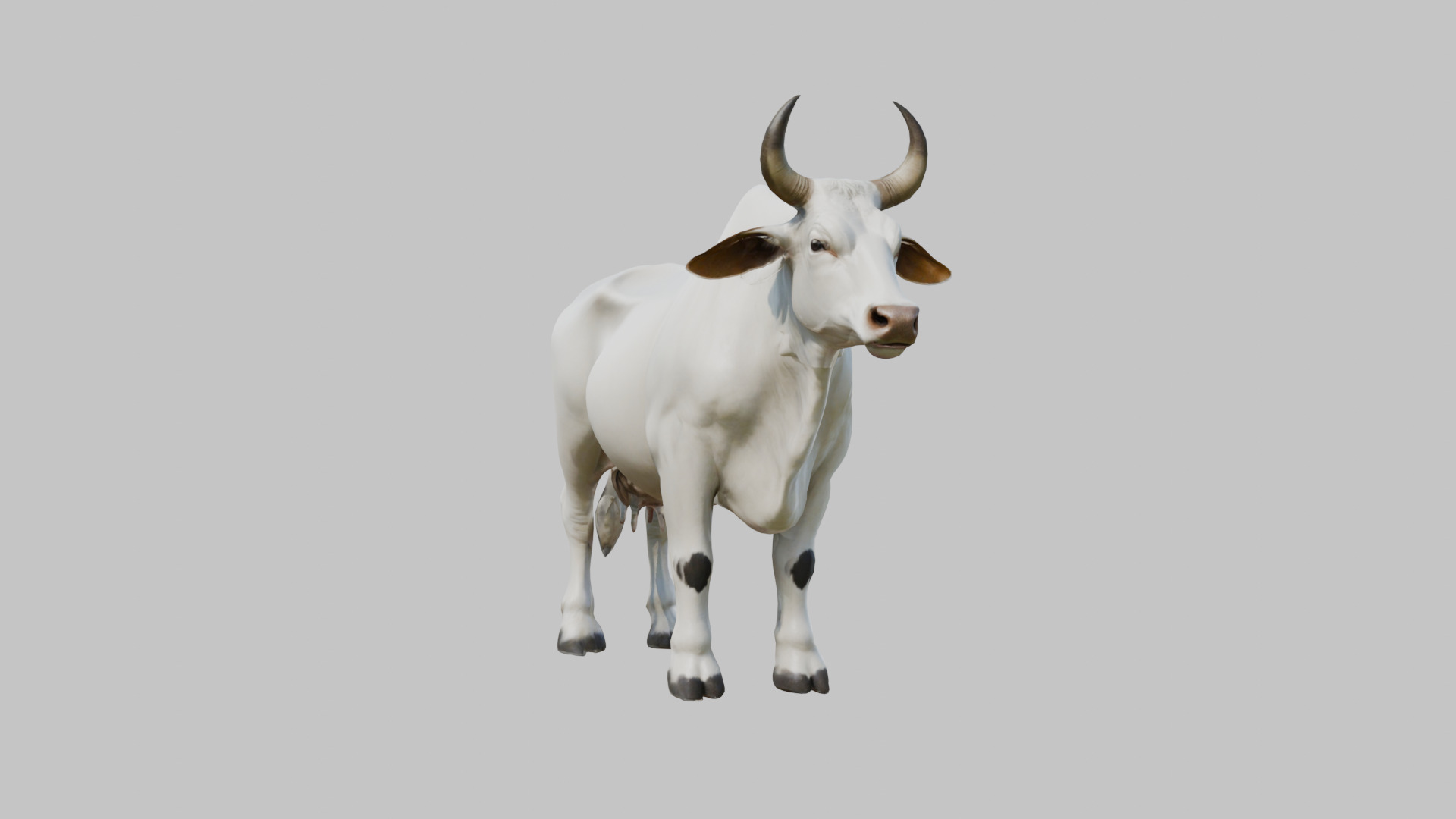 White Cow Bull 3D Model High Detail Low-poly 3D model_6