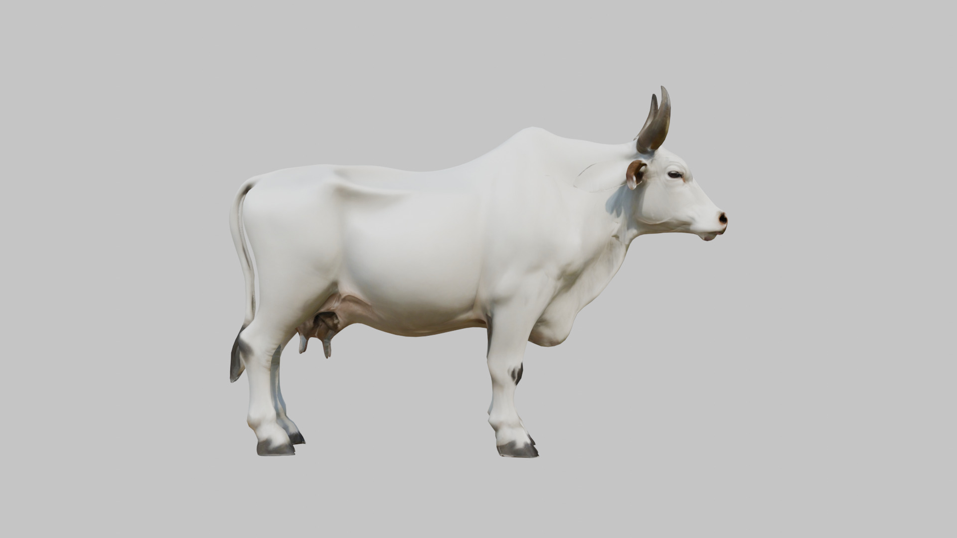 White Cow Bull 3D Model High Detail Low-poly 3D model_9