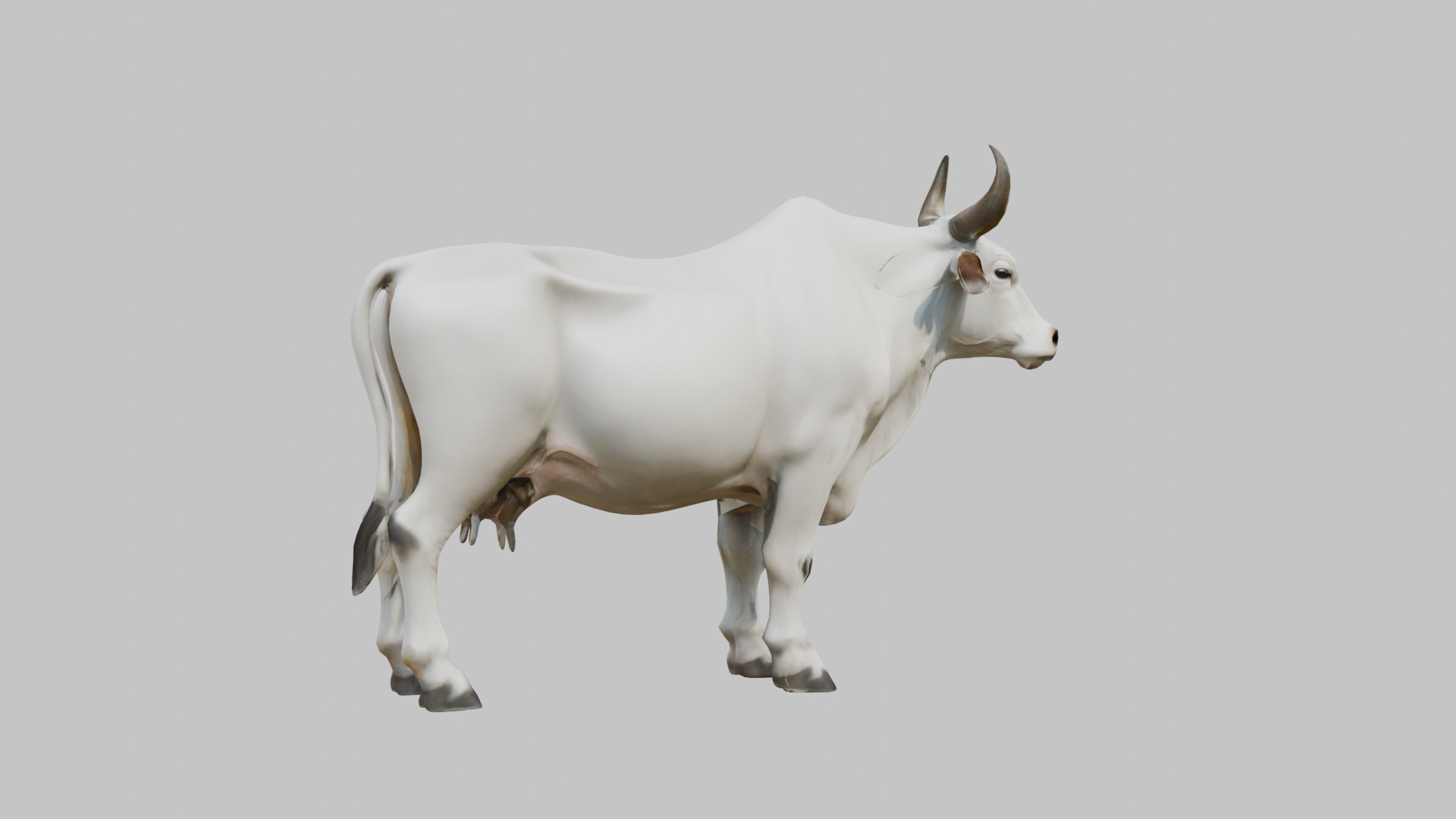White Cow Bull 3D Model High Detail Low-poly 3D model_10