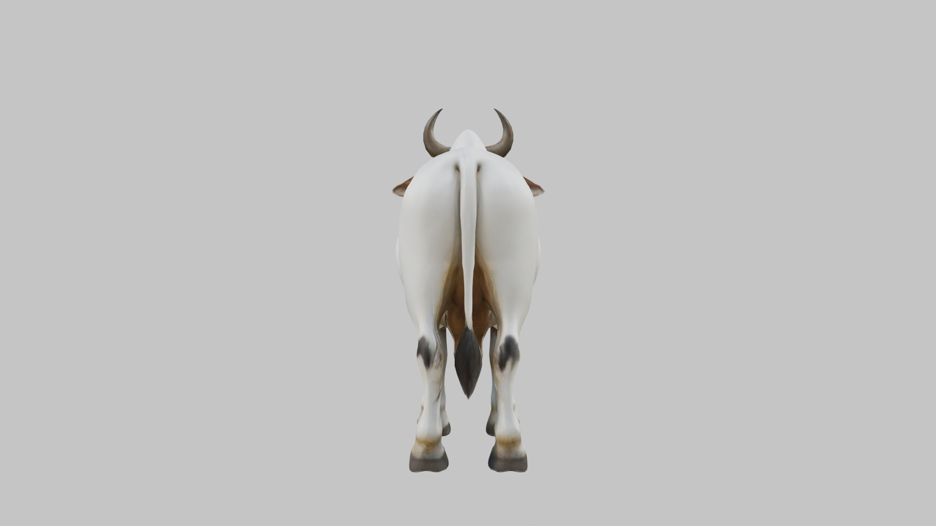 White Cow Bull 3D Model High Detail Low-poly 3D model_13