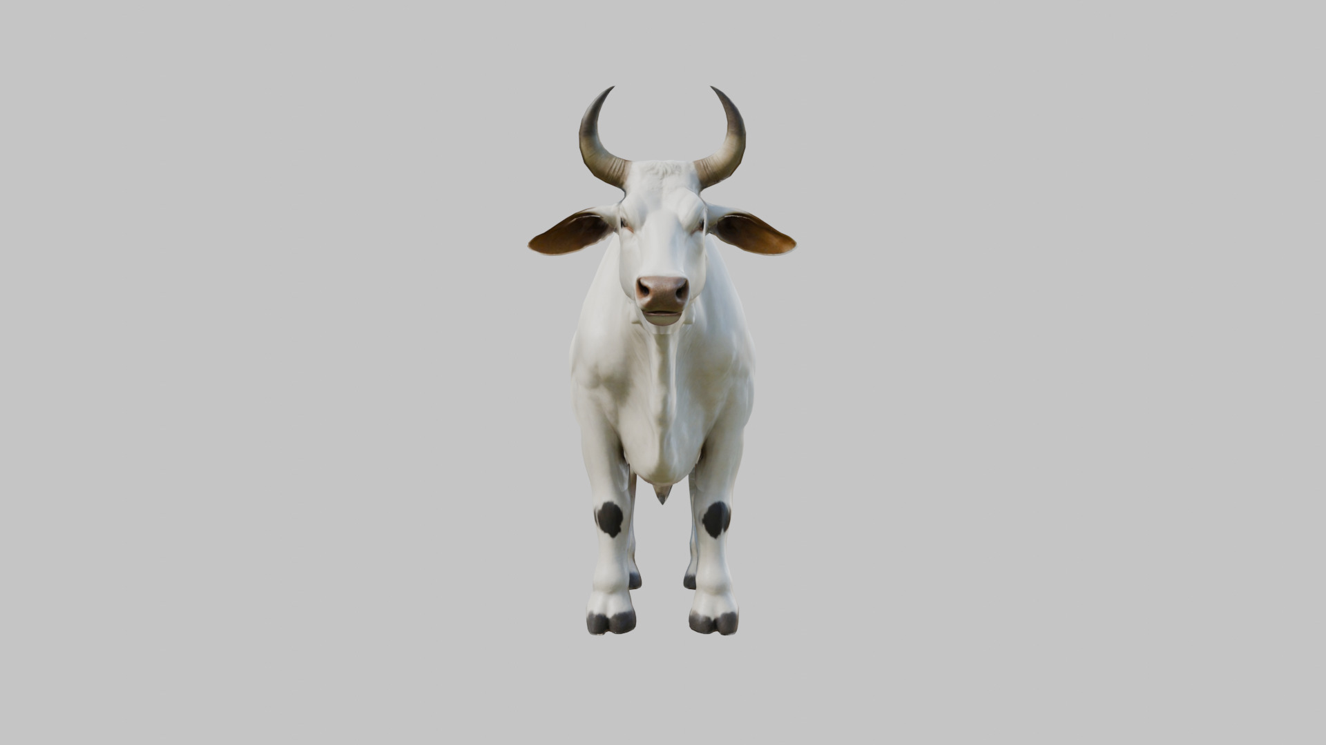 White Cow Bull 3D Model High Detail Low-poly 3D model_1