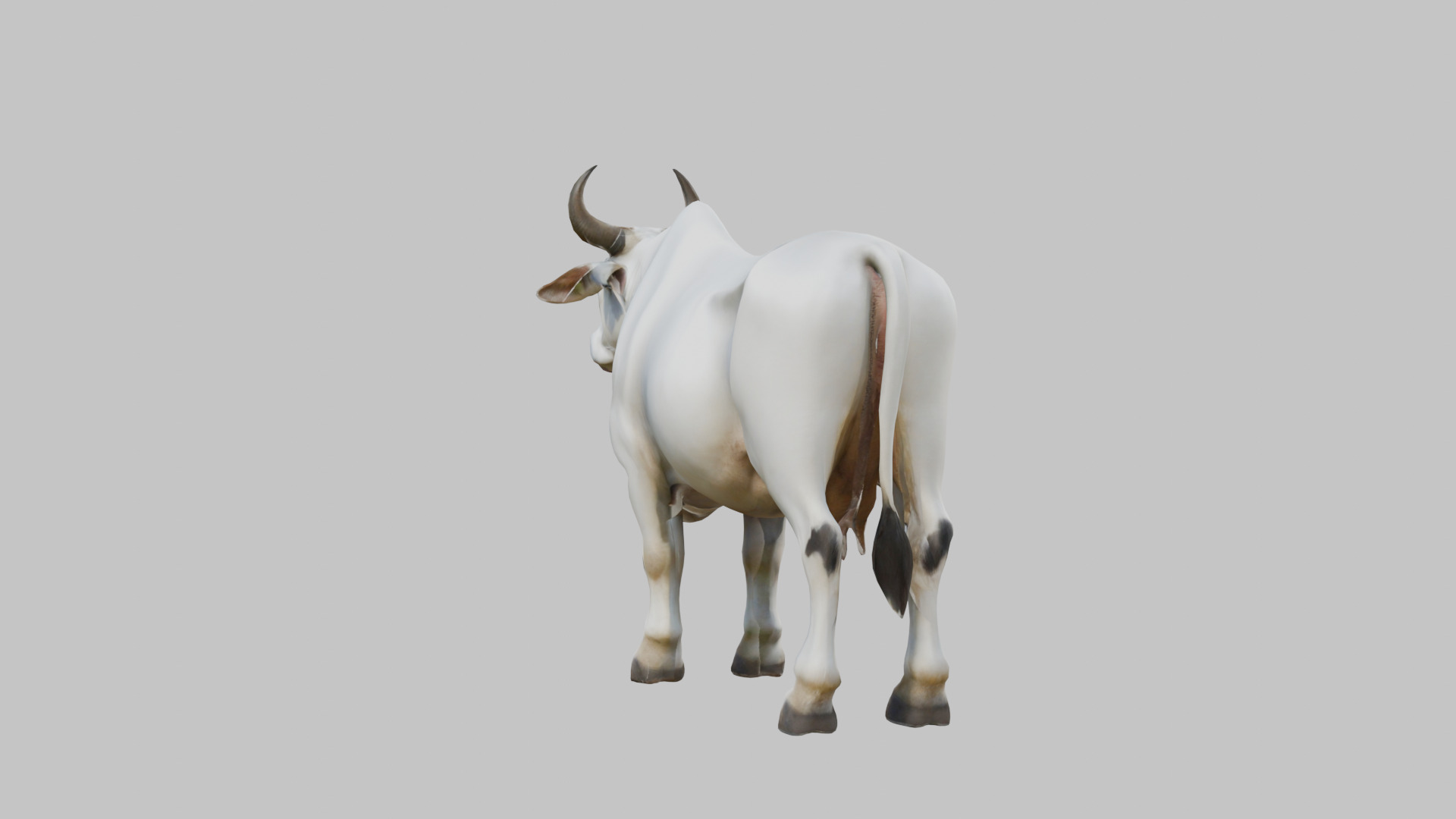 White Cow Bull 3D Model High Detail Low-poly 3D model_2