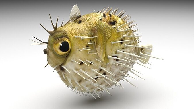 Blowfish 3D model