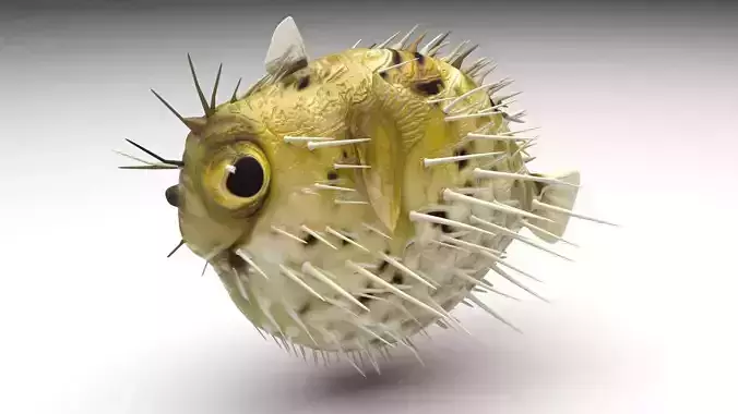 Blowfish 3D model