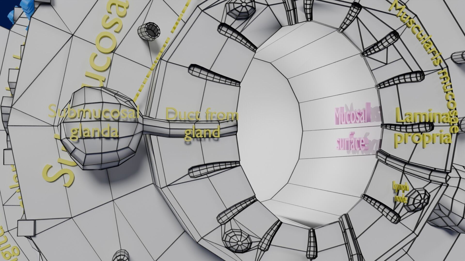 Intestinal wall layers anatomy labelled Low-poly 3D model_63