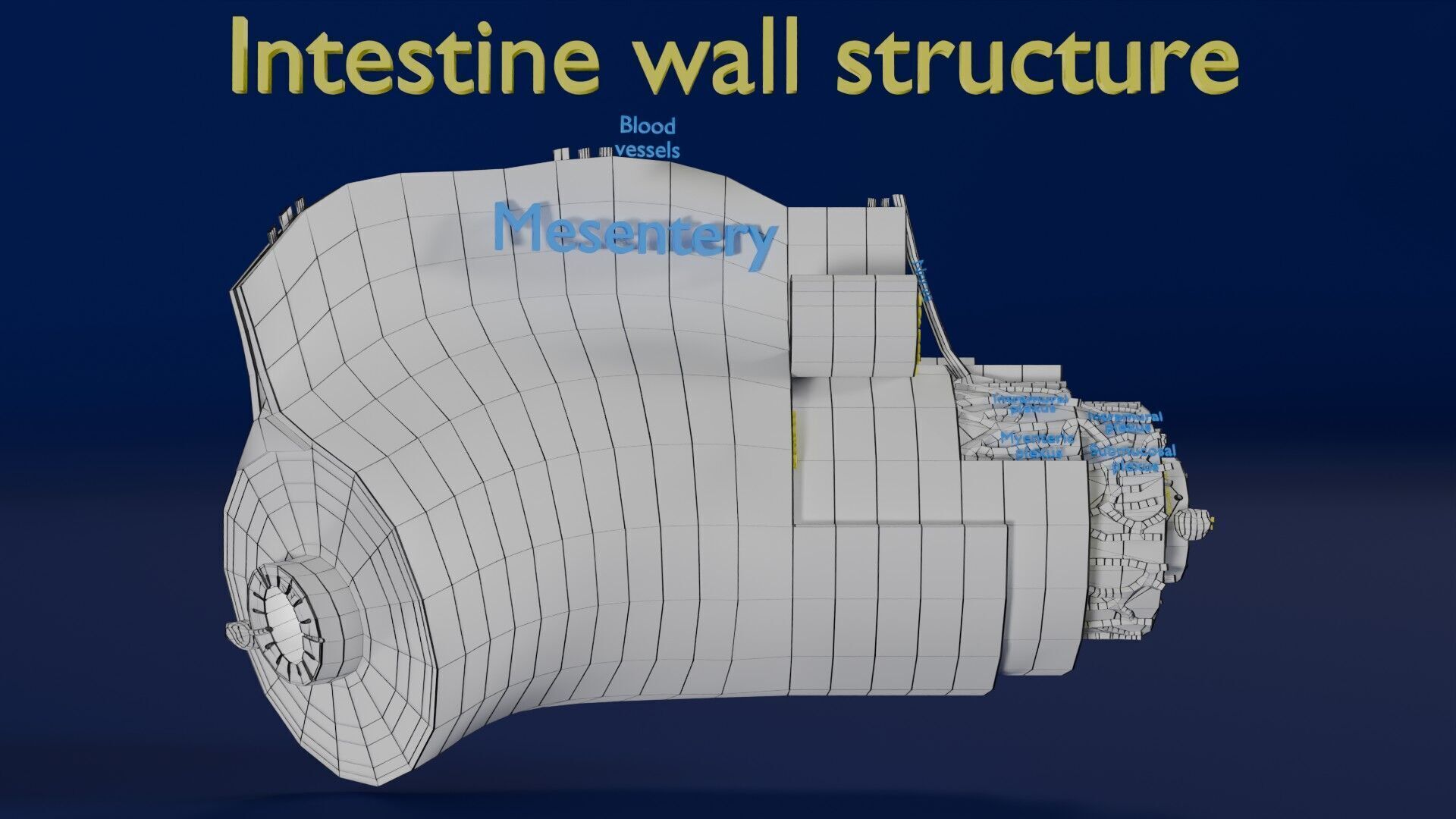 Intestinal wall layers anatomy labelled Low-poly 3D model_60