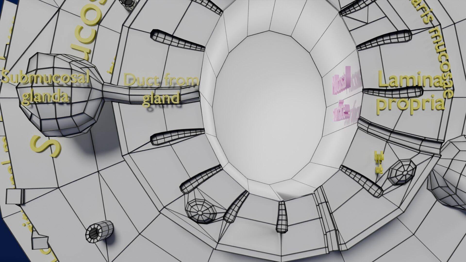 Intestinal wall layers anatomy labelled Low-poly 3D model_64
