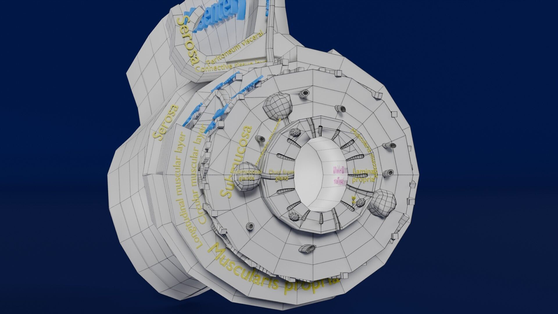Intestinal wall layers anatomy labelled Low-poly 3D model_62