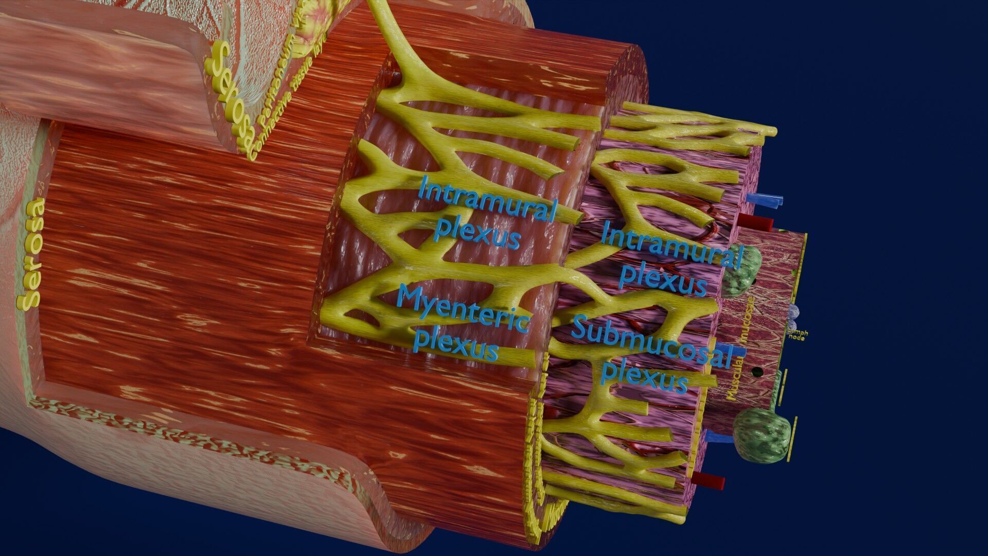 Intestinal wall layers anatomy labelled Low-poly 3D model_15